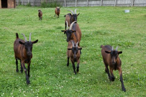 Sommer im Appartementhaus Sonnfeld - Flachau, Salzburger Land