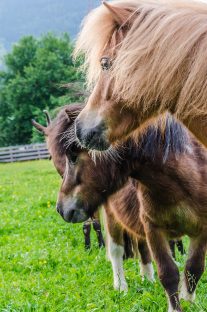 Sommerurlaub für die ganze Familie in den Appartements Sonnfeld - Flachau